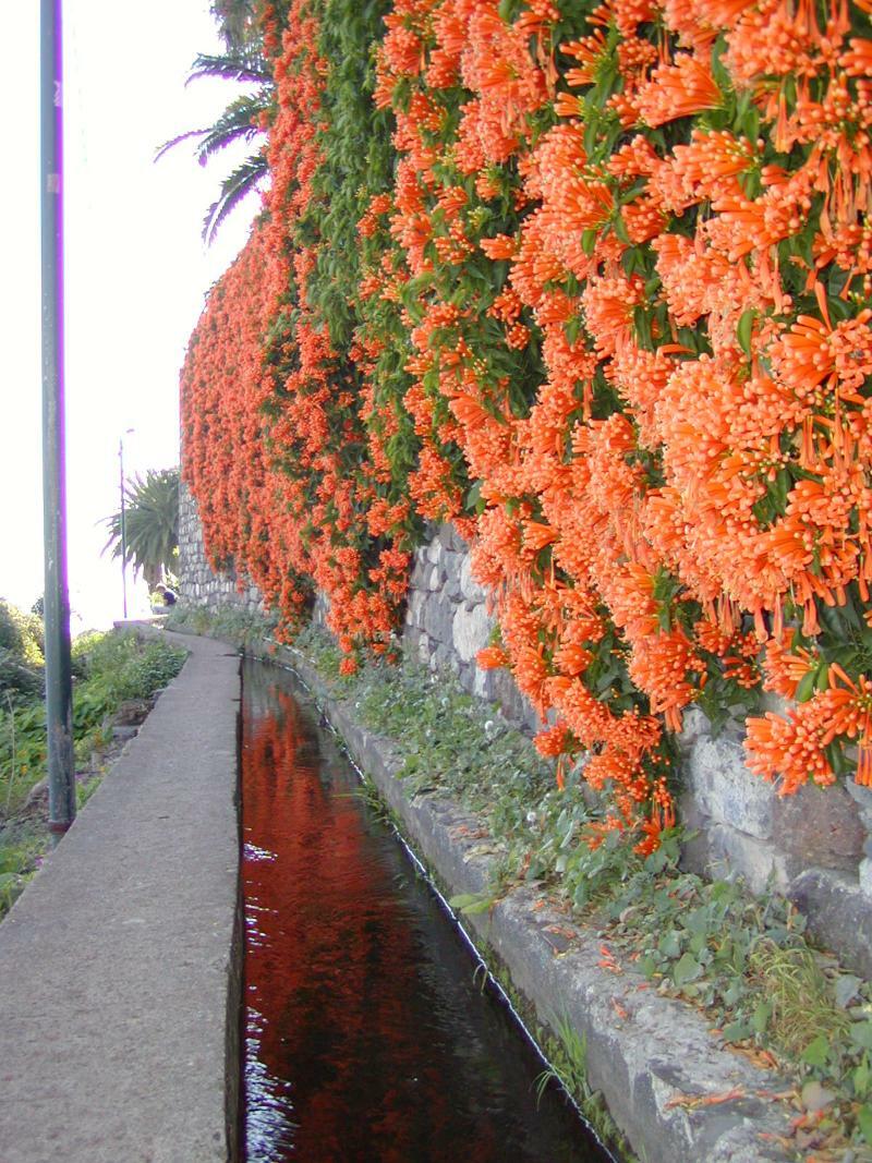 Vila Marta Funchal  Luaran gambar